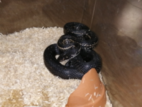 この蛇はシマヘビの黒化型 カラスヘビ かヤマカガシの黒化型か教えて Yahoo 知恵袋