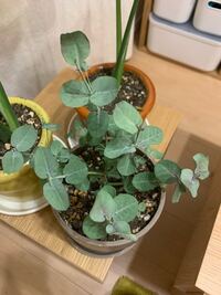 鉢植えでグニーユーカリを育てています ５月初めに購入し 購入 Yahoo 知恵袋