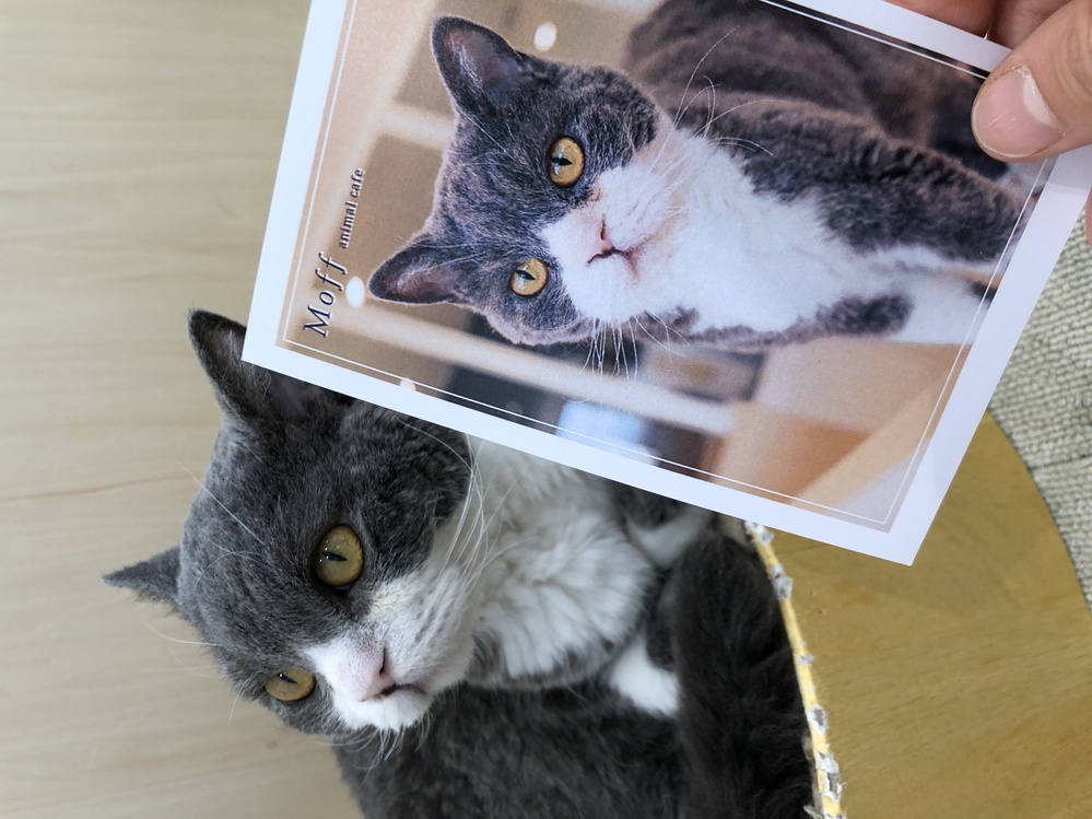 とある猫カフェで出会った大人しいネコ君だったのですが、この猫の種類 