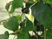 アヌビアスナナの新芽からでてるコレって花ですか はい 花です １ 2日 Yahoo 知恵袋