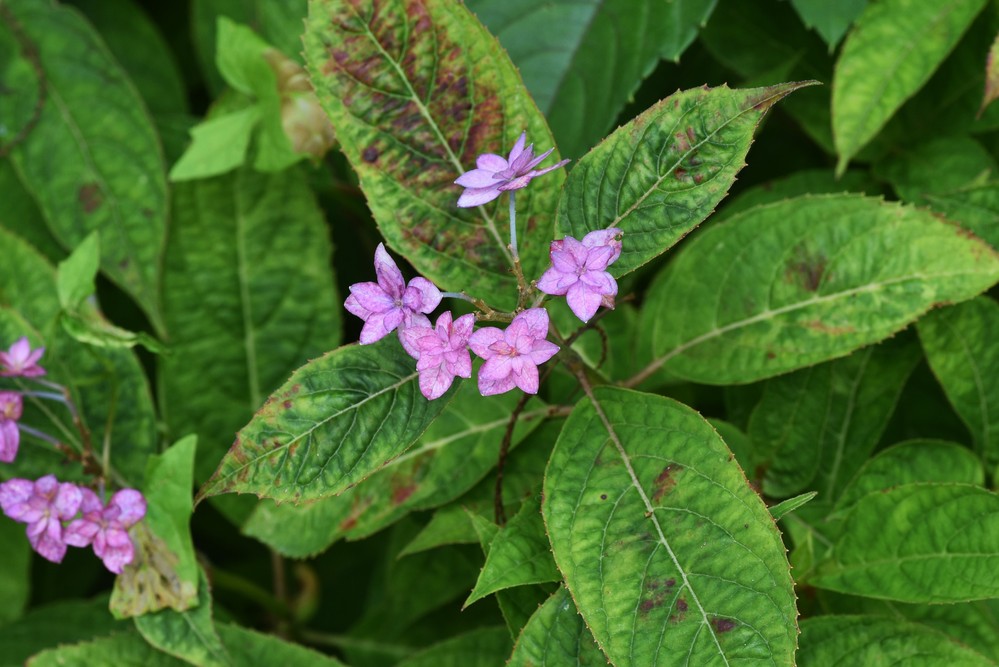 この花はアジサイの仲間でしょうか 教えてください よろしくお願いい Yahoo 知恵袋