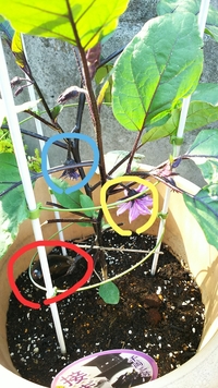 なすの花の色は 白紫黄色のどれですか Yahoo 知恵袋