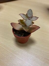 多肉植物を枯らしてしまいそうです 初心者です 昨日まで元気でしたが Yahoo 知恵袋