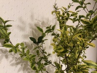 この植物は何という名前なのでしょうか 一部だけ柄が違う真緑な葉っぱ Yahoo 知恵袋