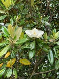 白い大きな花の咲いてる木の名前わかりますか タイサンボクです Yahoo 知恵袋