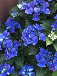 この紫陽花の品種を教えてください 咲きはじめは水色で 満開時は写真のような濃 Yahoo 知恵袋