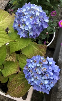 紫陽花霧島の恵について質問します 四季咲きの紫陽花ということで今年の9月に Yahoo 知恵袋