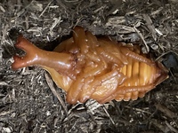 カブトムシさなぎについて去年息子がお友達からカブトムシの幼虫を貰い 現在まで Yahoo 知恵袋