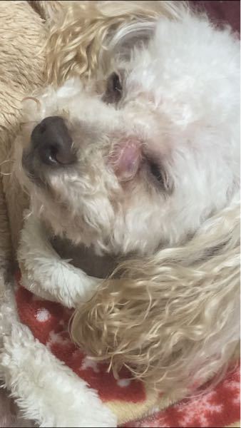 チワワを飼いたいのですが チワワって高確率で眼球突出 になってしまいますか Yahoo 知恵袋
