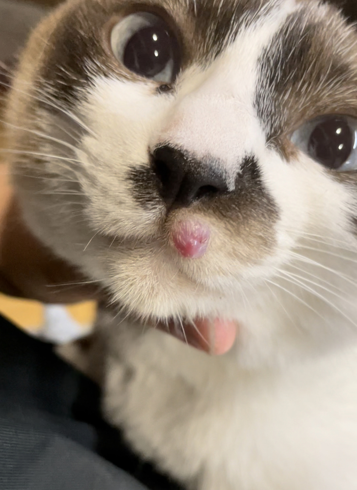 一歳位の猫を飼ってます。 - youtubeで猫の死ぬ動画を観たりして、何時 