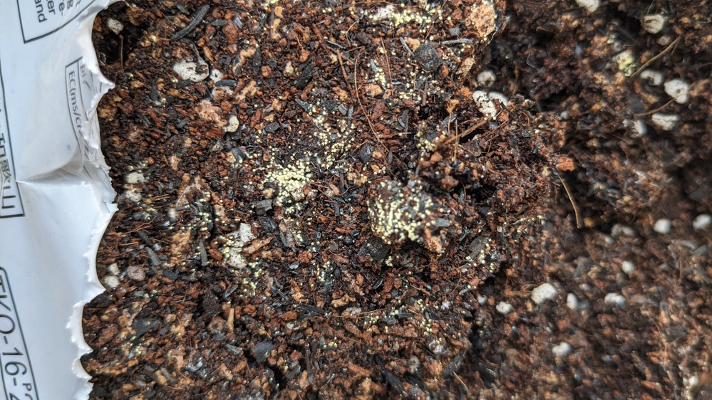 １００均で買った観葉植物の土に 写真の様なつぶつぶが結構多めにあり Yahoo 知恵袋