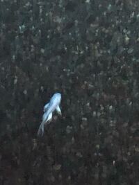 この魚は何という名前ですか ヒレのようなものがひらひらとしていて綺 Yahoo 知恵袋