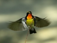 花火の音が苦手で 耳を塞いで観てても10分で帰ってしまったり大きい Yahoo 知恵袋