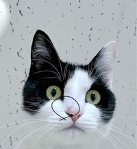 こないだの金曜日に見つけたんですけど急に飼い猫の鼻にシミのような汚れのような Yahoo 知恵袋