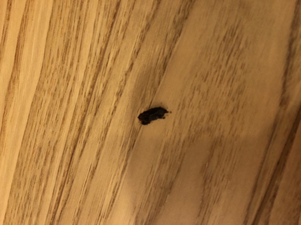 これはヤモリのフンですか 10センチ横に白い点もおちていました ネズミのフン Yahoo 知恵袋