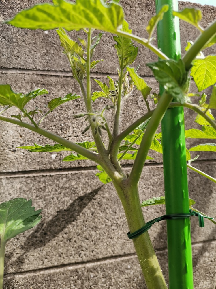 ミニトマトの脇芽が分からなくなりました どれか教えて下さい 脇芽か Yahoo 知恵袋