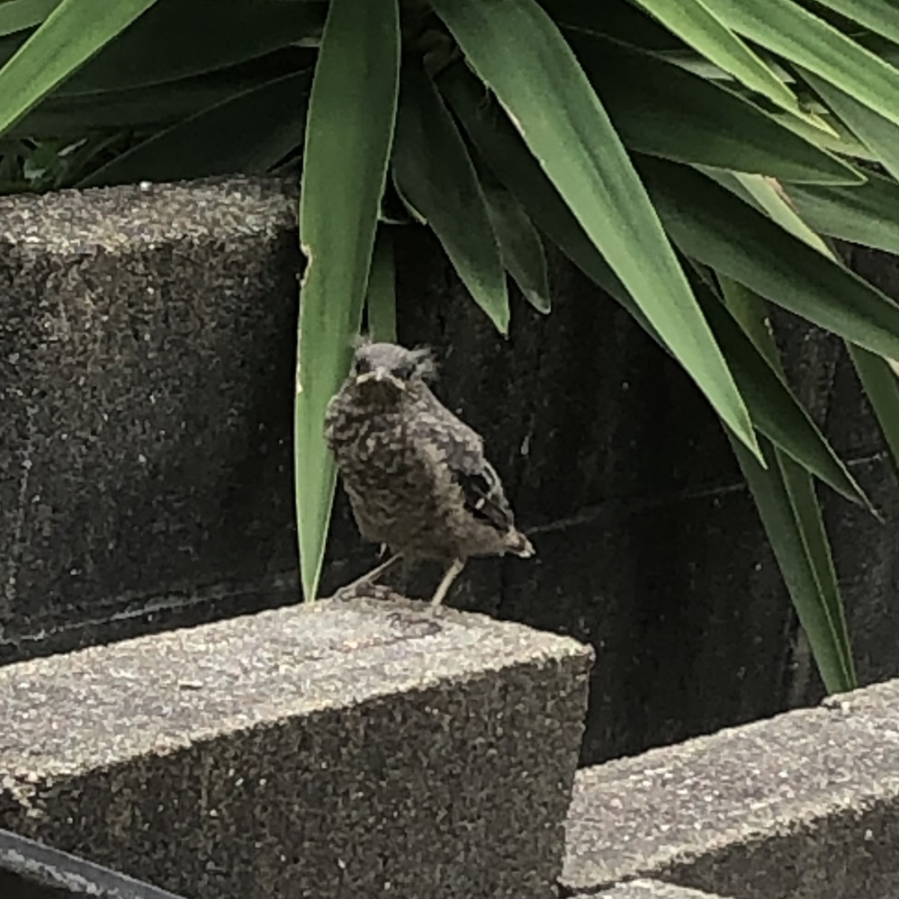 この鳥をリアルでかっこよくする方法を教えて下さい Yahoo 知恵袋