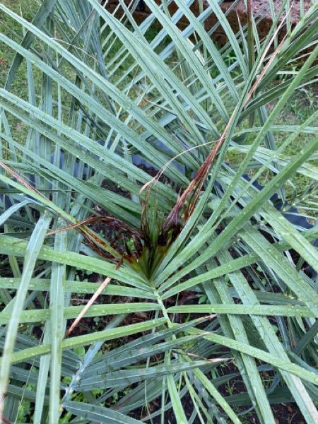 ココスヤシについてご教授下さい。 - 地植えしてそろそろ1年が経過... - Yahoo!知恵袋