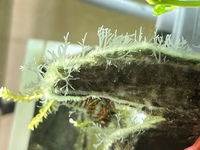 ミナミヌマエビは黒髭苔を食べてくれますか このような苔ならうちの Yahoo 知恵袋