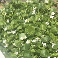 この植物の名前わかる方いらっしゃいませんか 下に垂れていくような育ち方をし Yahoo 知恵袋