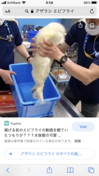海遊館のワモンアザラシの赤ちゃんの話題性が以前の鴨川シーワールドのワモンアザ Yahoo 知恵袋