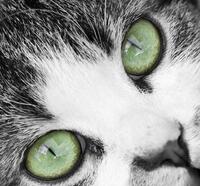 猫には 人間の動きはスローモーションに見えるのですか 驚異の動体視 Yahoo 知恵袋