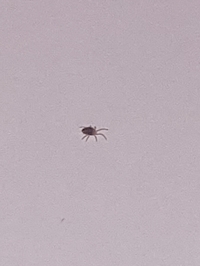 虫 ダニ ノミ 新築2年目の物件なのですが 最近になってこの虫 が床と Yahoo 知恵袋