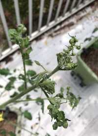 ミニトマトの成長点異常について質問させてください 長文になります Yahoo 知恵袋