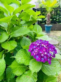 紫陽花の花がやっと咲きました 地植えして 四年目です 来年はもっと咲かせてほ Yahoo 知恵袋