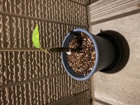 プルメリアの挿し木 発根済 を購入し 観葉植物用の土に植え替え 日 Yahoo 知恵袋