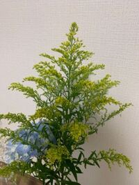 花屋の人暇になる時期ってあるんですか 花屋ほど忙しい時期と暇な時期が Yahoo 知恵袋