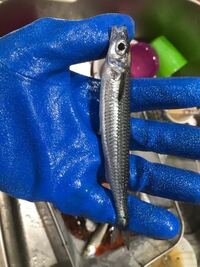 この魚の名前を教えてください 串本の堤防からサビキで釣れたのですが ボ Yahoo 知恵袋