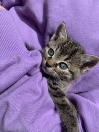 野良猫をひろいました 何の種類でしょうか 私は今 神奈川県内で猫ボラン Yahoo 知恵袋