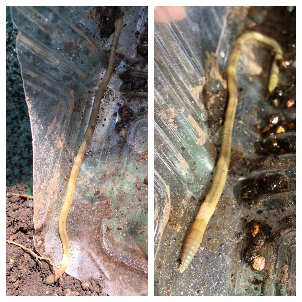 溶接 昆虫を見る オートマトン ミミズ ムカデ 食う Madeleine Jp