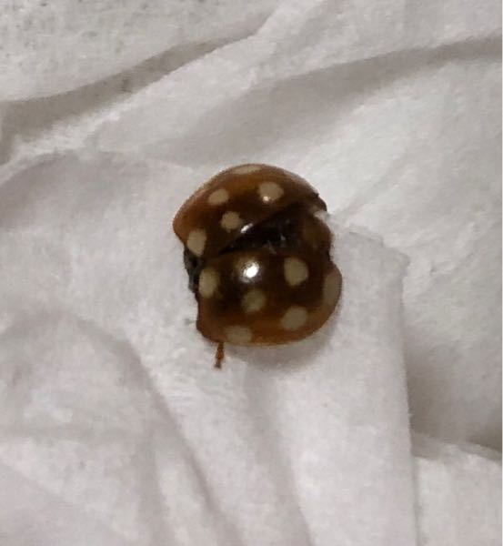 この虫何かわかりますか 3ミリくらいの大きさで 茶色に白い点 Yahoo 知恵袋