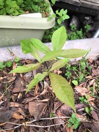 どんぐりの実 トチの実の蒔き方 植え方 を教えてください カビがはえて Yahoo 知恵袋