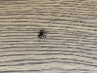 蜘蛛に詳しい方この写真の蜘蛛はなんと言う種類でしょうか ハエトリクモ Yahoo 知恵袋