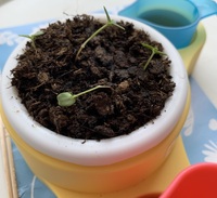 オジギソウの移植について こどもちゃれんじのキットで育てたオジギソウ Yahoo 知恵袋