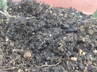プランターに大量の緑色の小さい虫が発生しましたが 何の虫かわかりま Yahoo 知恵袋