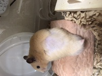 ハムスターの抜け毛についてです 昨夜 ハムスターの背中にハゲを発見しました Yahoo 知恵袋