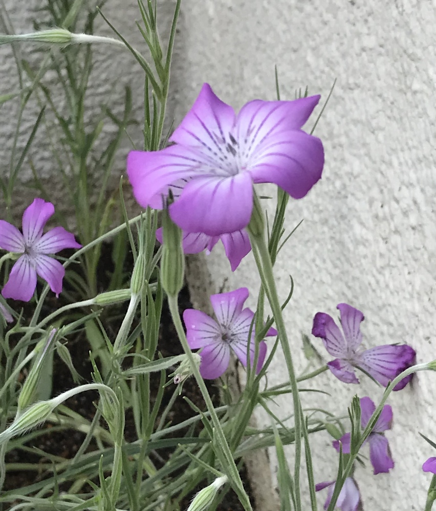 この植物の名前が知りたいです 教えてください レウコフィルム Yahoo 知恵袋