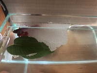 ベタが泡巣を作らなくなりました 雄のトラベタを一匹飼っています 少し前 Yahoo 知恵袋