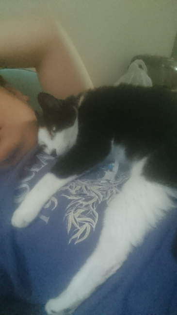 子猫が寝る時にブーブー?ゴロゴロ?言いながら寝るんですが平気で 