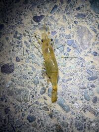 この海老は何ていう海老ですか 川にいて体長4cmほどでお腹に Yahoo 知恵袋