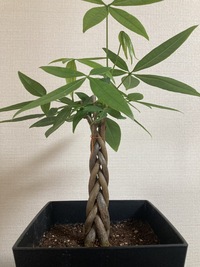 最初からねじれた状態で売られていたパキラを購入したのですが このま Yahoo 知恵袋