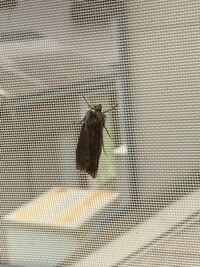 この虫の名前を教えてください。 窓を開けたら網戸の内側にいました。