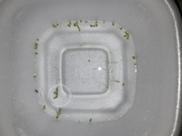 田んぼでオタマジャクシを捕まえる時 一緒にあった水草について Yahoo 知恵袋