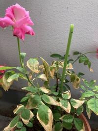 薔薇の葉に茶色の部分が出ました 葉の周りから所どころに出ていて 薔薇の全 Yahoo 知恵袋