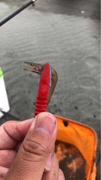 アナゴ釣で質問です アナゴ釣で釣ったアナゴは どのように持ち帰りますか Yahoo 知恵袋