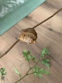 これは生まれた後ですか カマキリのたまごです Yahoo 知恵袋